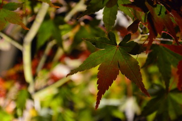 maple leaf