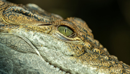 portrait of crocodile with eye detail