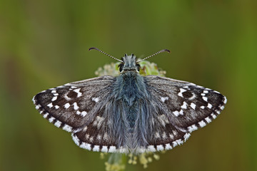 Yellow-Banded Bouncy butterfly / Pyrgus sidae