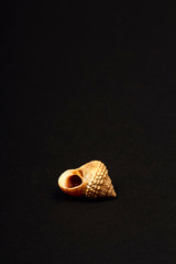Rock snail sea shell found in Mombasa isolated on a black background
