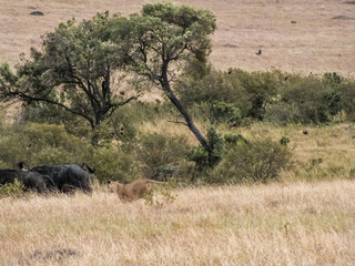 Lionesses on the Plains of the Mara