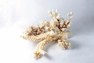Corals for aquarium decoration and interior design	