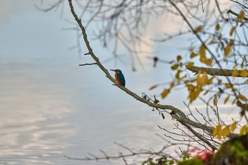 Eisvogel sitzt auf seinem Ast