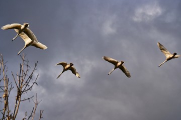 Schwaene fliegen in Formation