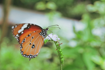 beautiful orange butterfly on blossom flower in the morning