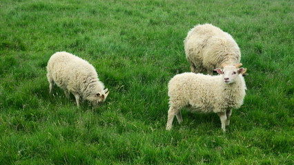 Sheep in Iceland