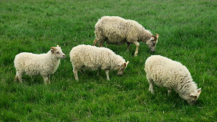 Sheep in Iceland