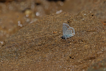 Anatolian Brown-eye butterfly / Plebejus modicus