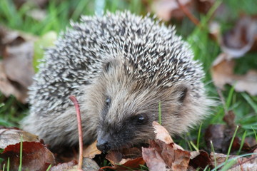 hedgehog, animal, mammal, grass, nature, wild, wildlife, cute, small, prickly, bristle, spiny, animals, forest, young, isolated, green, autumn, snout, spikes, needles, white, rodent, protection, Igel