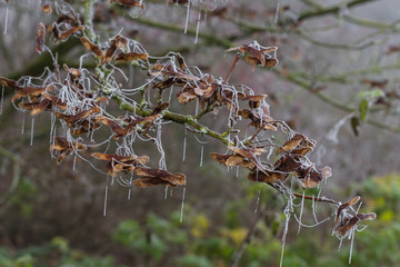 Misty day nature outdoor fog