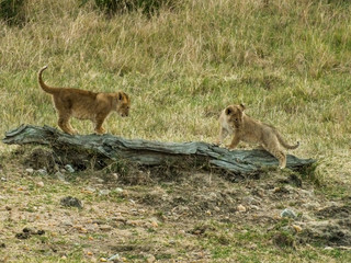 Lionesses on the Plains of the Mara