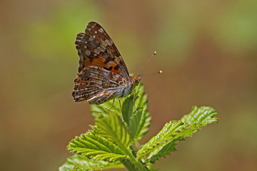 Thorn Butterfly / Vanessa cardui