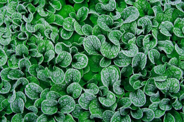 foliage of corn salad, mache, lamb's lettuce leaf in green texture covered with a morning frost,...