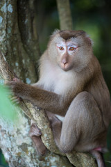 Young macaque monkey sitting on tree with stare eyes looking.