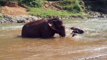 elephant washing in river wild nature