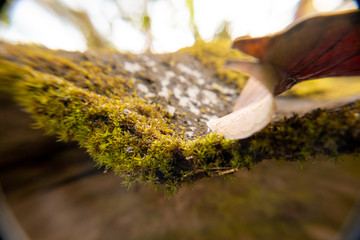 Close up of Green Mos on the roof