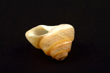 Pearl Venetian sea shell found in the mediterranean isolated on a black background