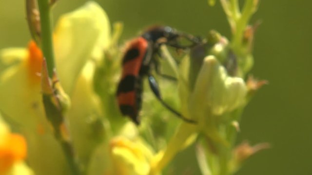 Mylabris Quadripunctata, red Beetle move and sitting on yellow flower. View Macro insect in wildlife