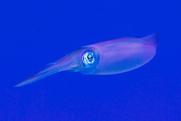 Fototapeta premium A Caribbean reef squid. This enchanting creature is from the cephalopod family and live in warm water tropical reef environments. Their appearance and behavior is alienesque. 