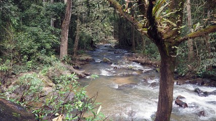 Fototapeta premium river in jungle