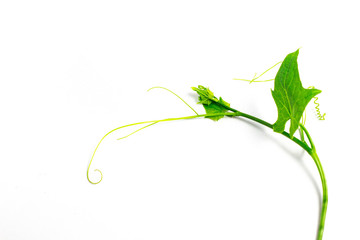 shoots of chayote leaves on a white background