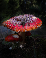 Fliegenpilz