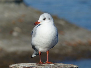 Möwe auf Felsen