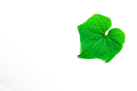shoots of chayote leaves on a white background