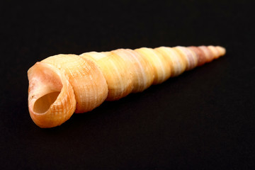 Screw sea shell found in Italy isolated on a black background