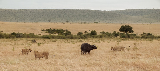 Lionesses on the Plains of the Mara