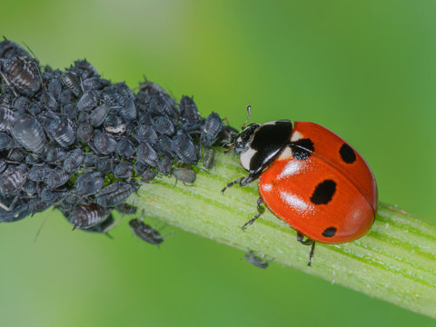 Biologische Schädlingsbekämpfung durch Siebenpunkt Marienkäfer, Coccinella septempunctata frisst Blattlaus, Nützling vertilgt Schädling, Blattlauskolonie wird von Nützling gefressen