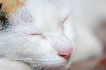 close up the cute cat sleep alone in evening time.
