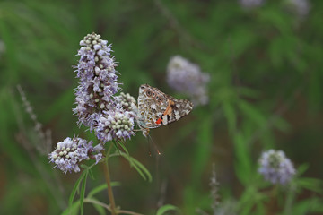 Thorn Butterfly / Vanessa cardui