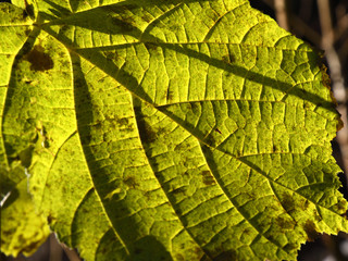 Blatt im wald