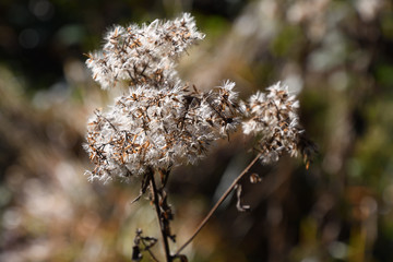 flowers in winter