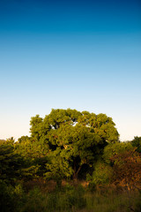 Fototapeta premium trees