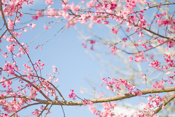 Wild Himalayan Cherry or Wild Himalayan tree in the garden,soft focus