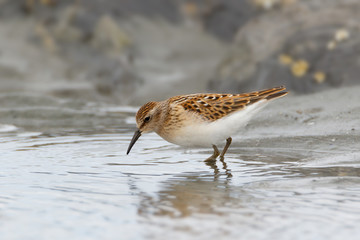Extreme close up of Least Sandpiper walking in water for food