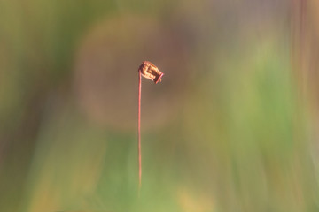 Macro of moss seed pod in blurred background