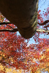 紅葉