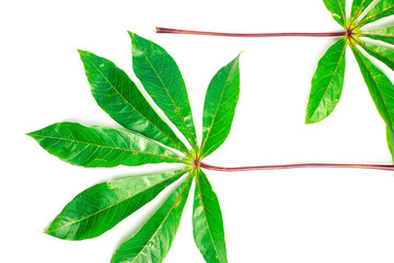 fresh cassava leaves on a white background with free space ,wallpaper design 