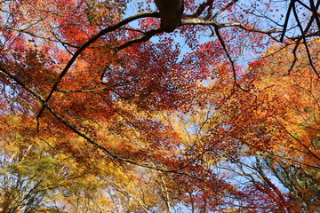 紅葉