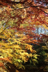 紅葉