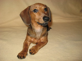 dachshund portrait