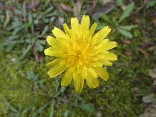 Margherita selvatica