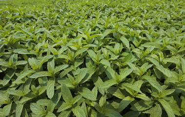 Fresh mint in the garden.