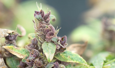 purple indica marijuana flower in the nature - 306705213