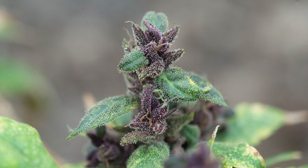 purple indica marijuana female flower in the nature - 306705234