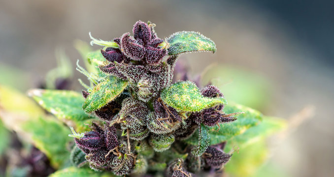 purple marijuana flower in the nature