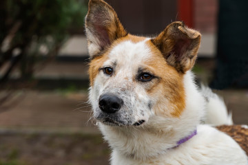 Close-up portrait of a simple funny but smart mongrel dog